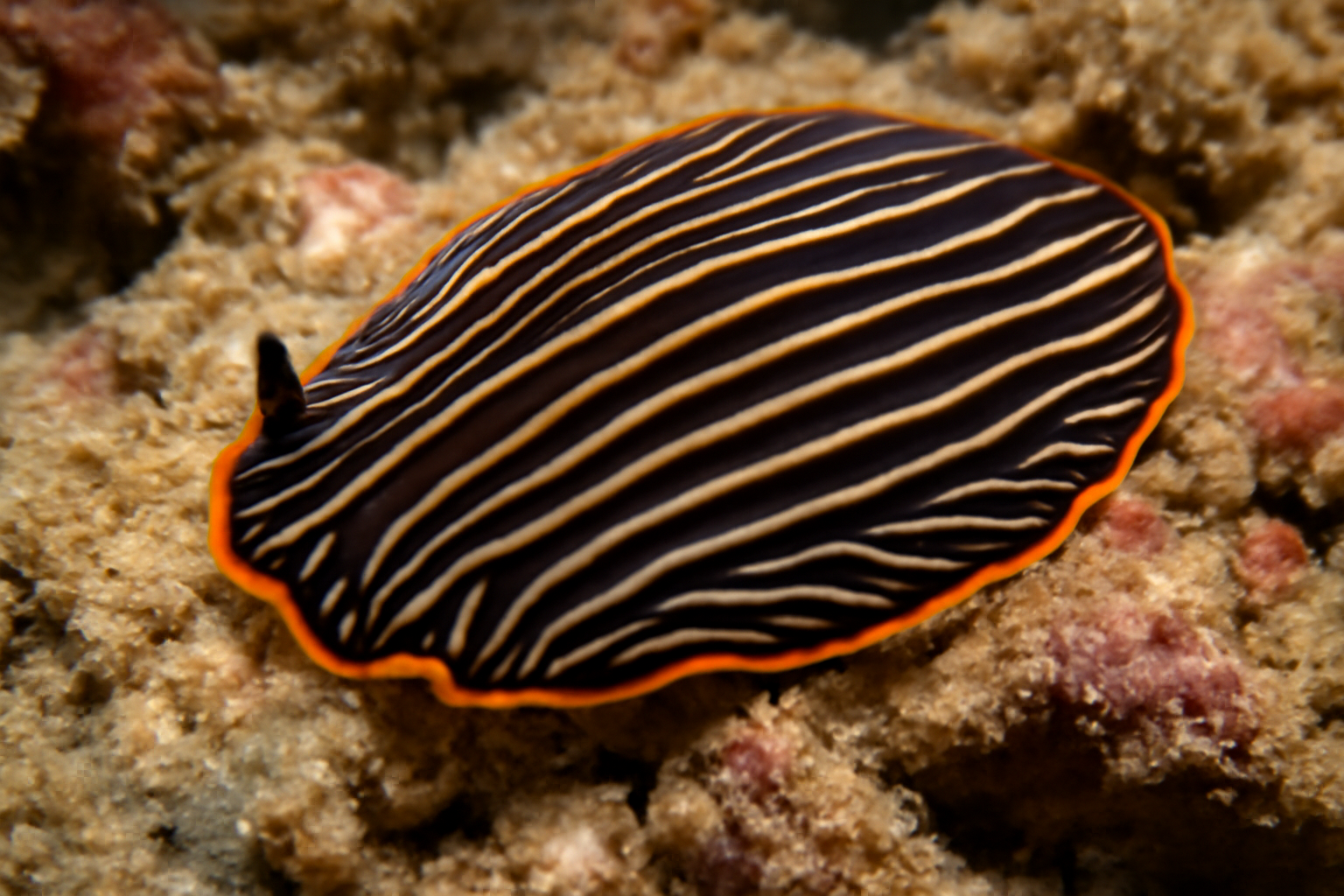 Striped flatworm