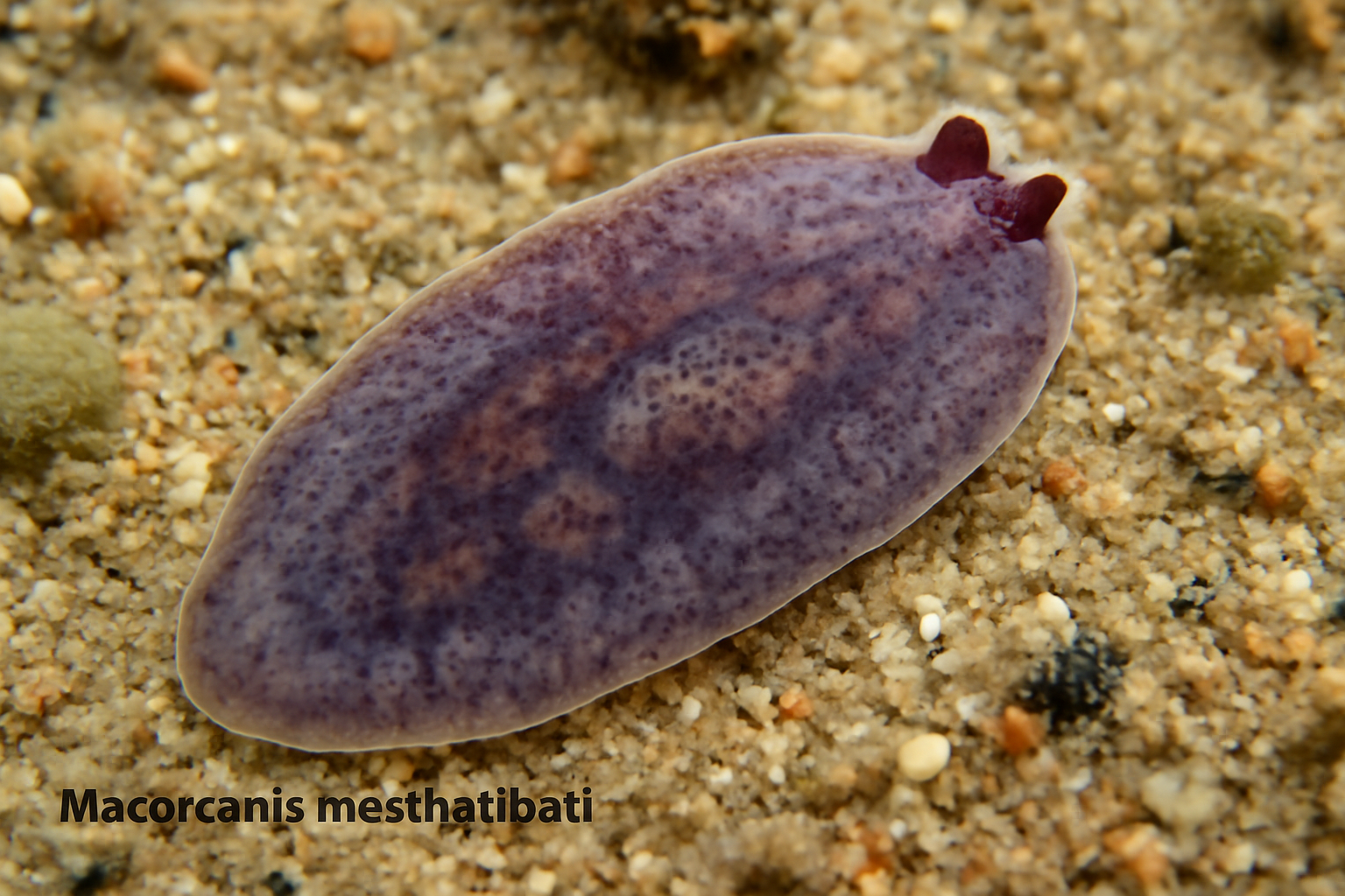 Macvicaria Mazharibadi