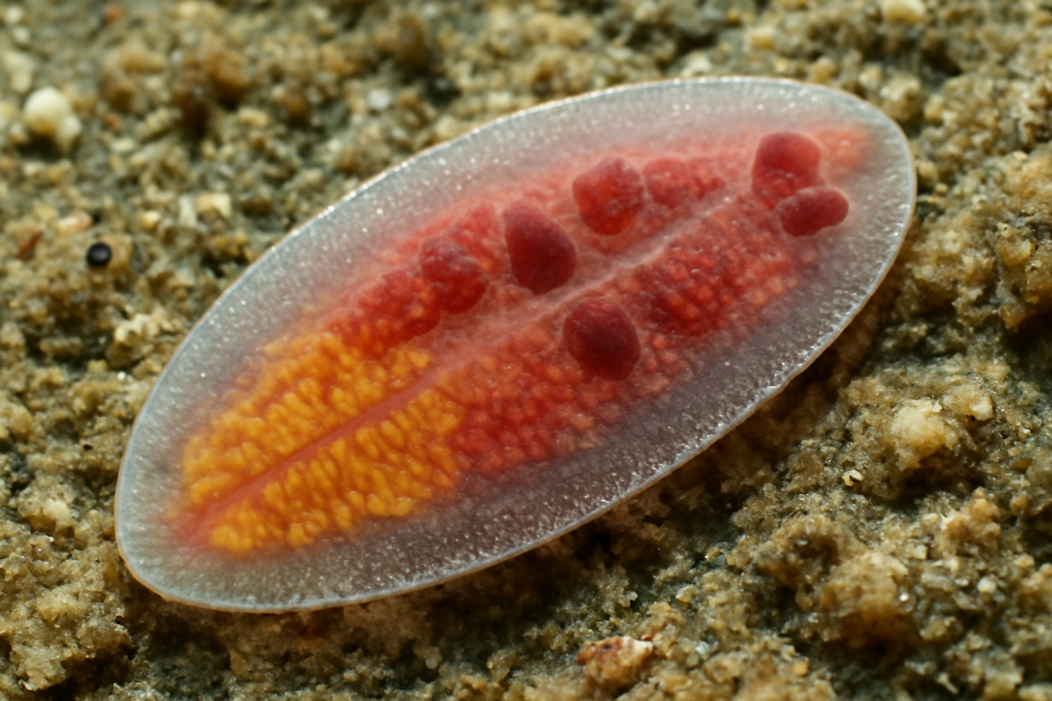 Podocotyle Dugesi
