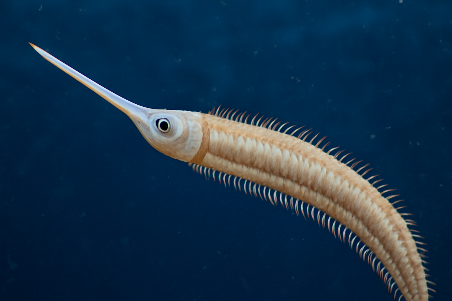 Swordfish Worm