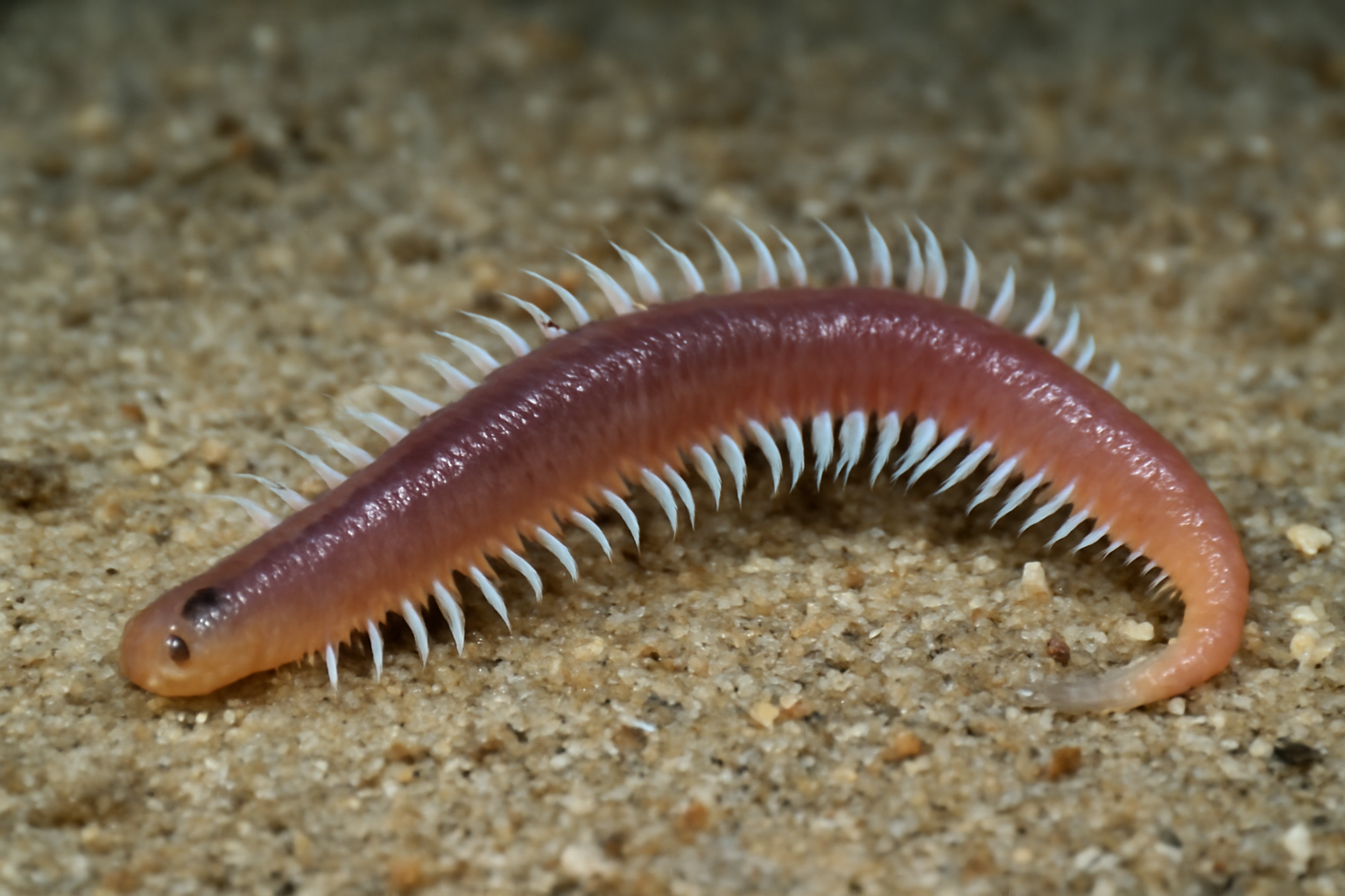 Tuna Worm