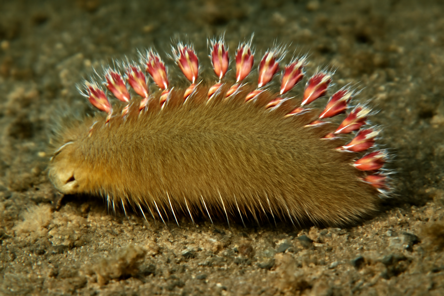 Seabream Worm