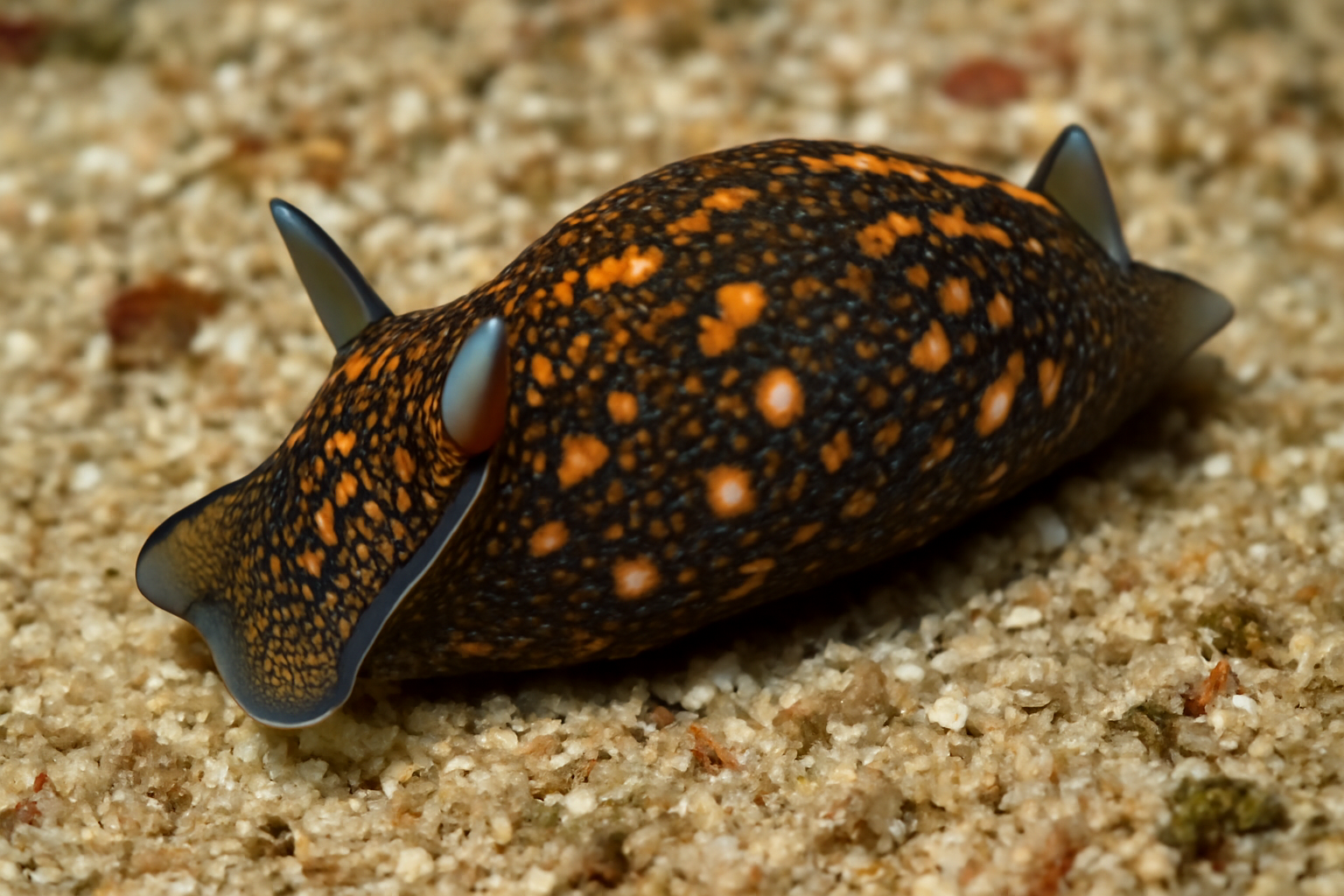 Aglaja inermis
