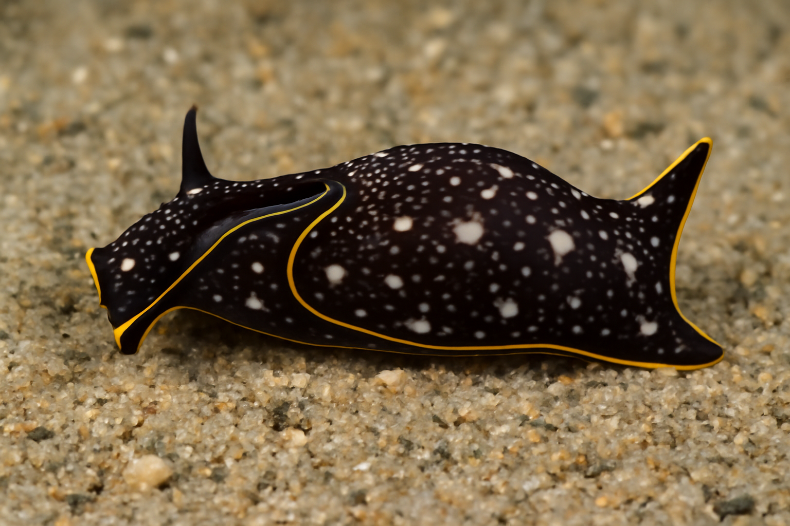 Aglaja orientalis