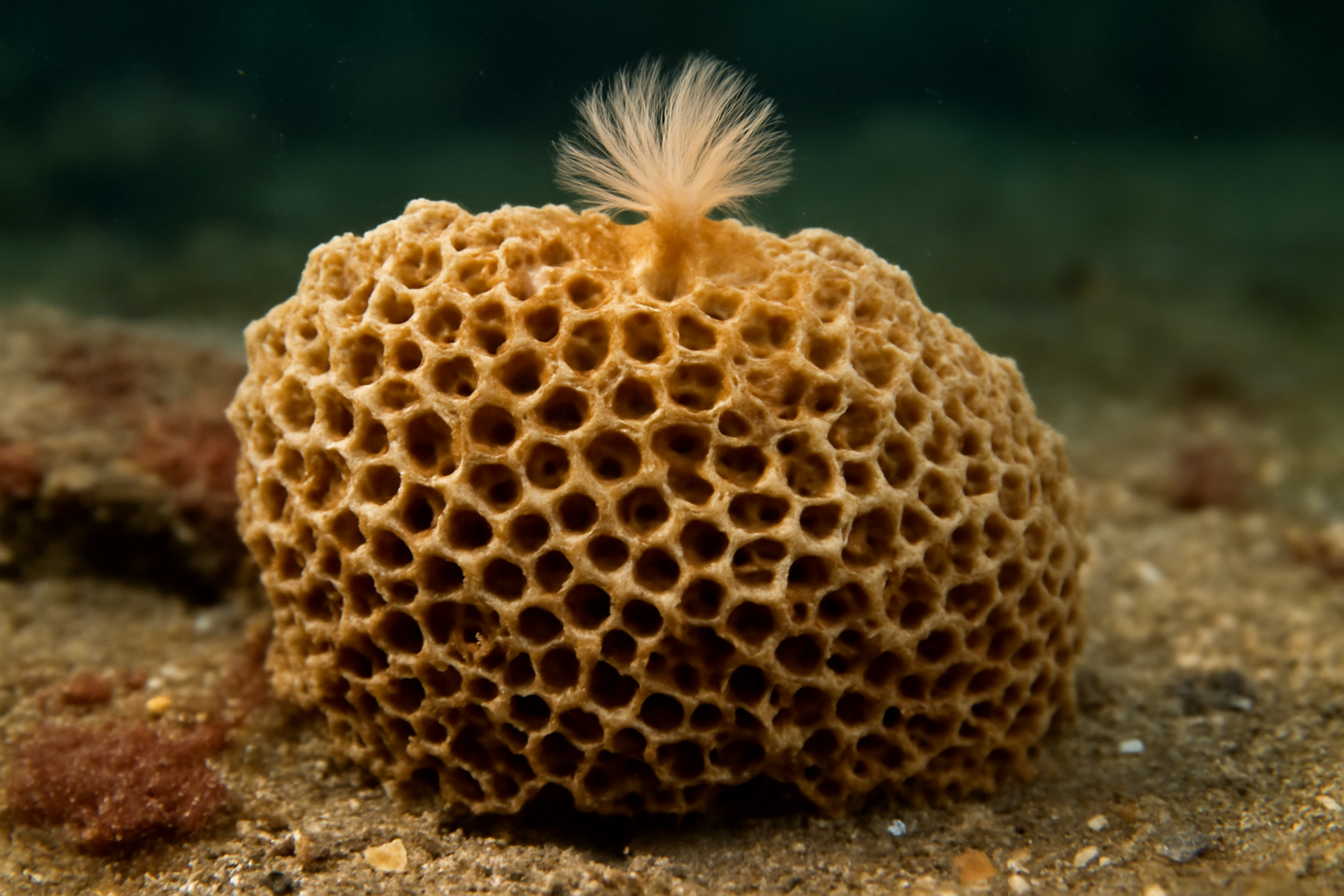 Honeycomb Worm