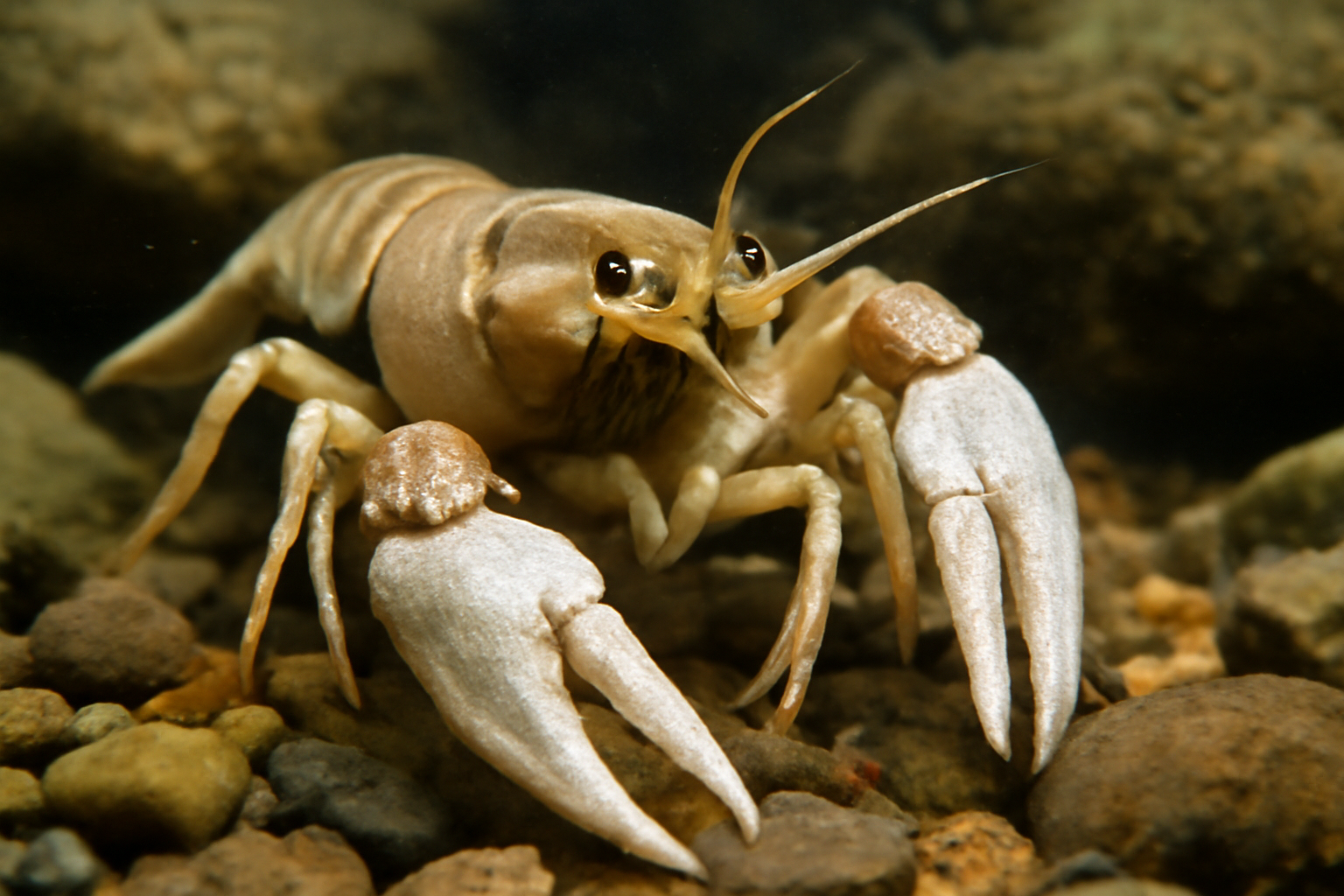 White-clawed crayfish