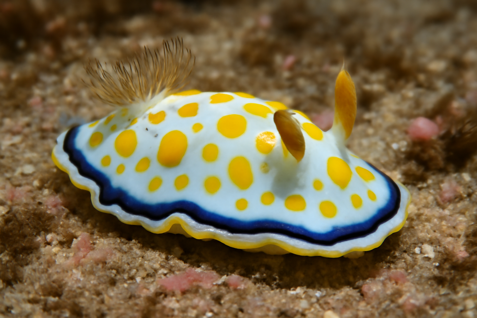 Cheeseman's Sea Slug