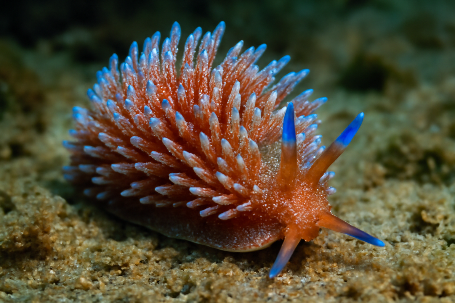 Diomedes' Sea Slug