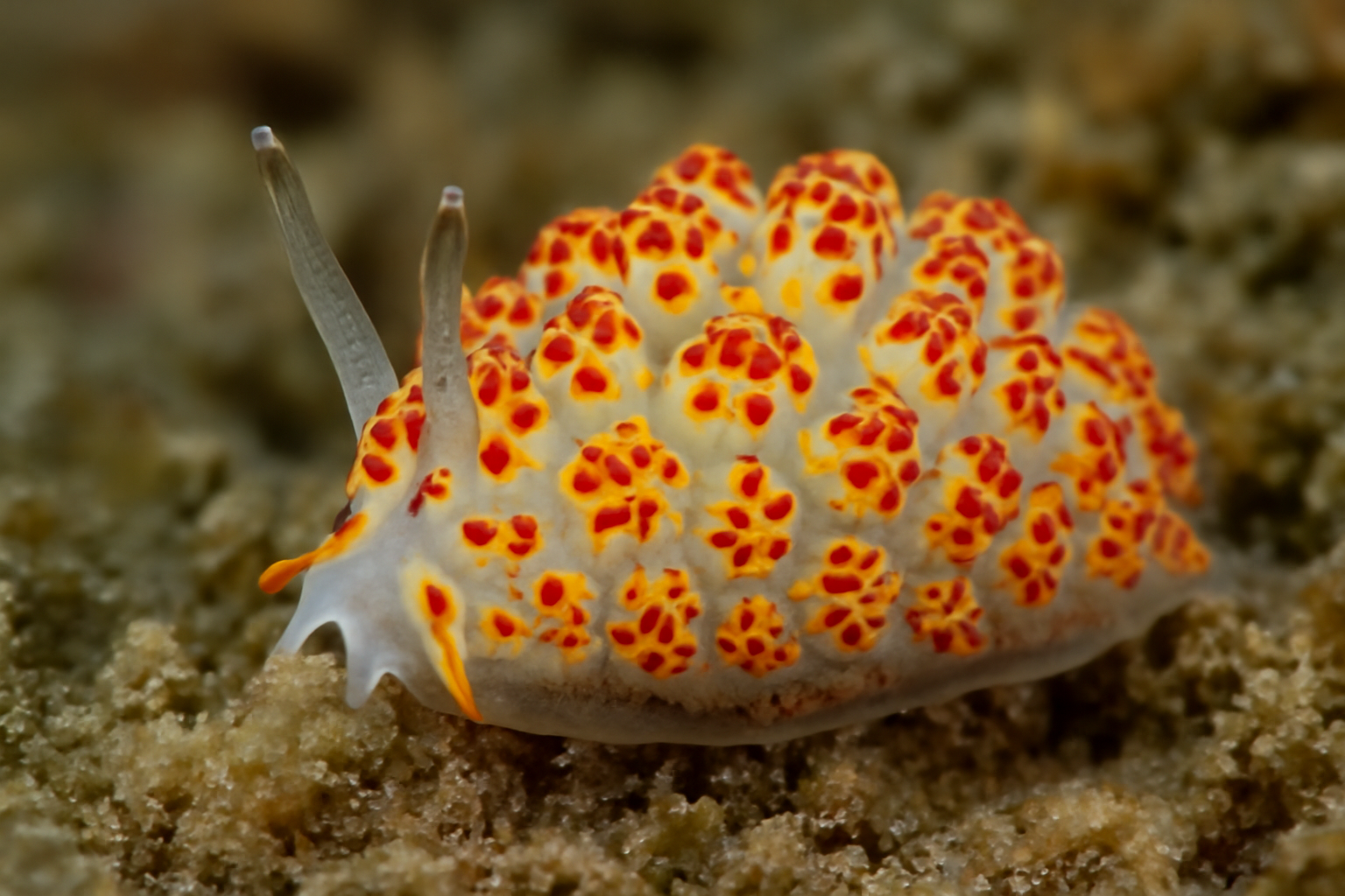 Farran's Sea Slug