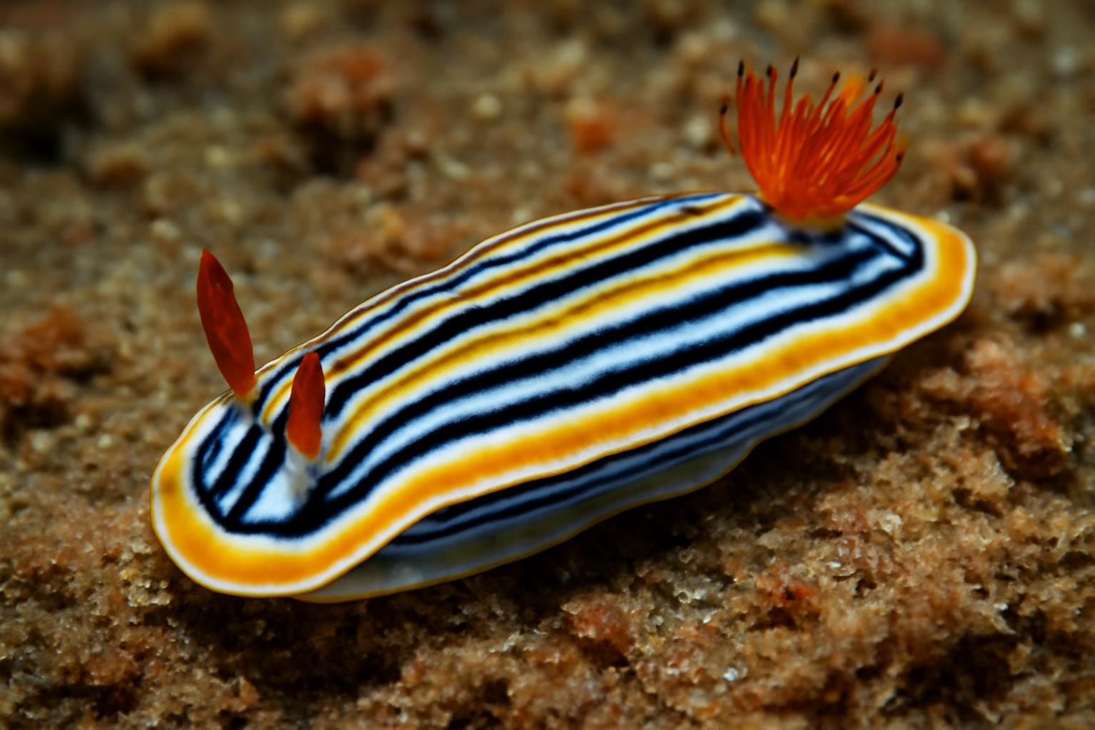 Lined Sea Slug