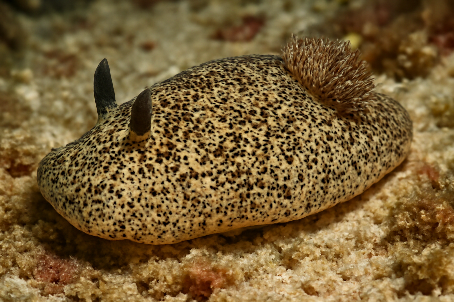 Speckled Sea Slug