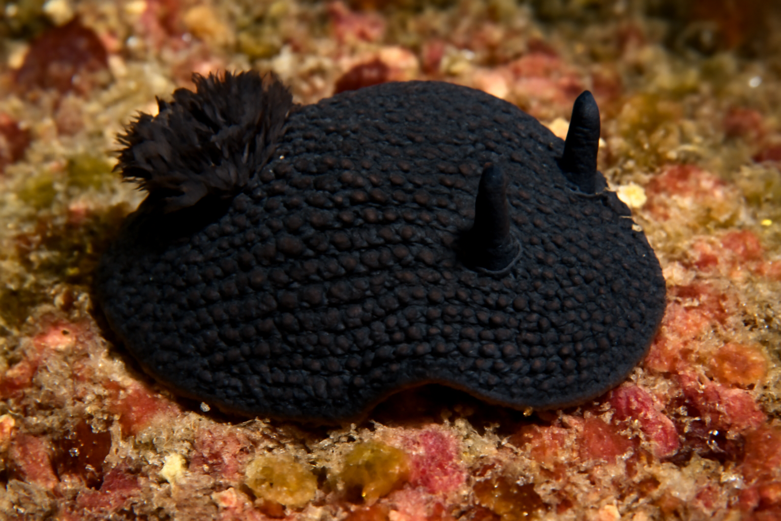Pacific Black Dorid