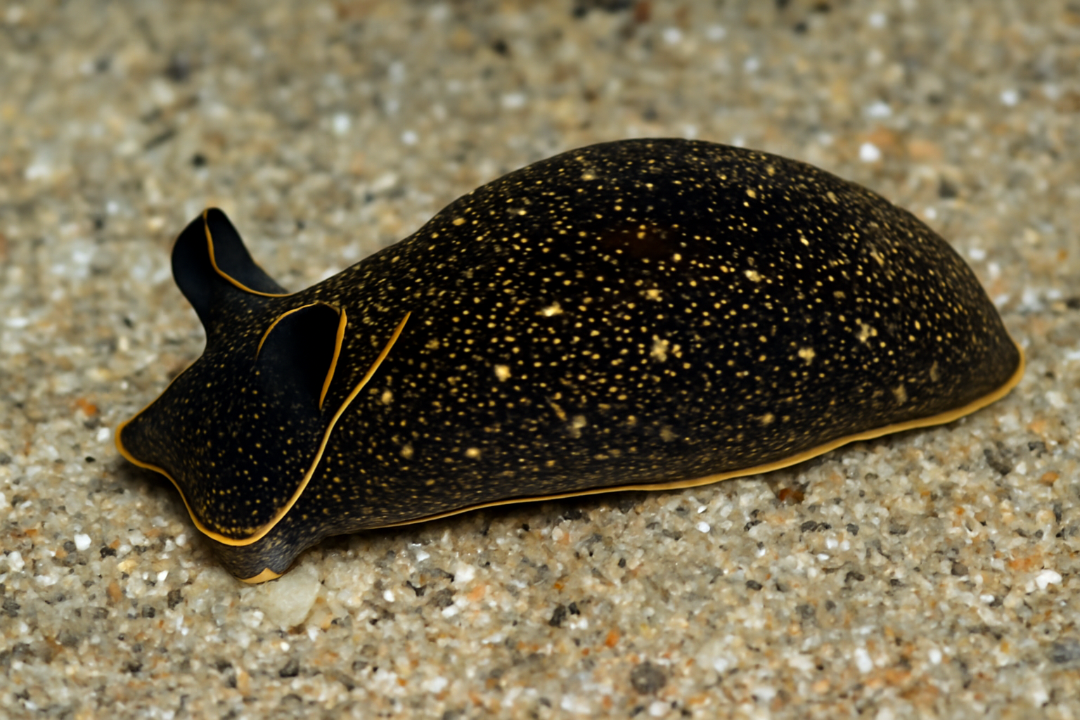 California Aglaja