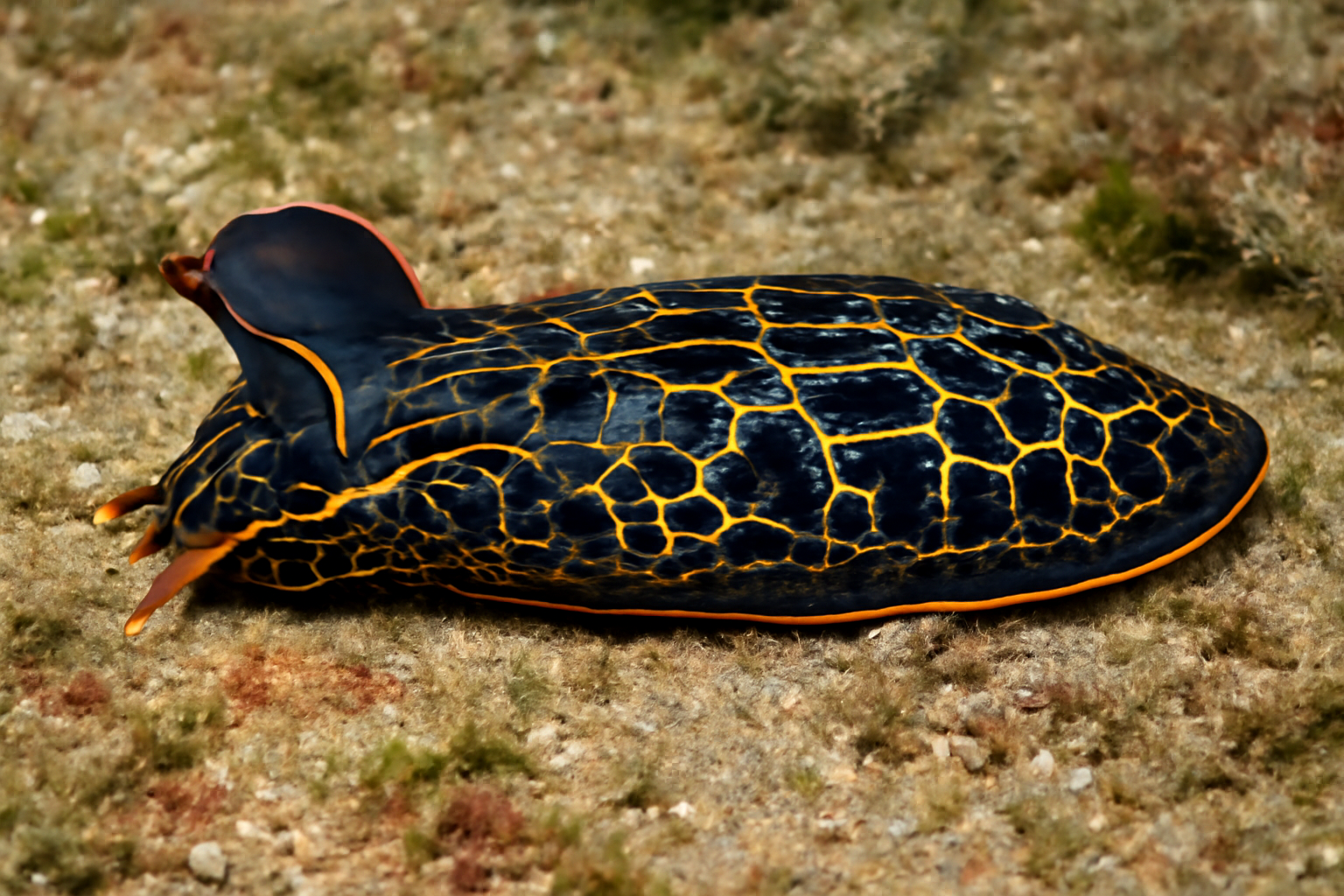 Navanax inermis