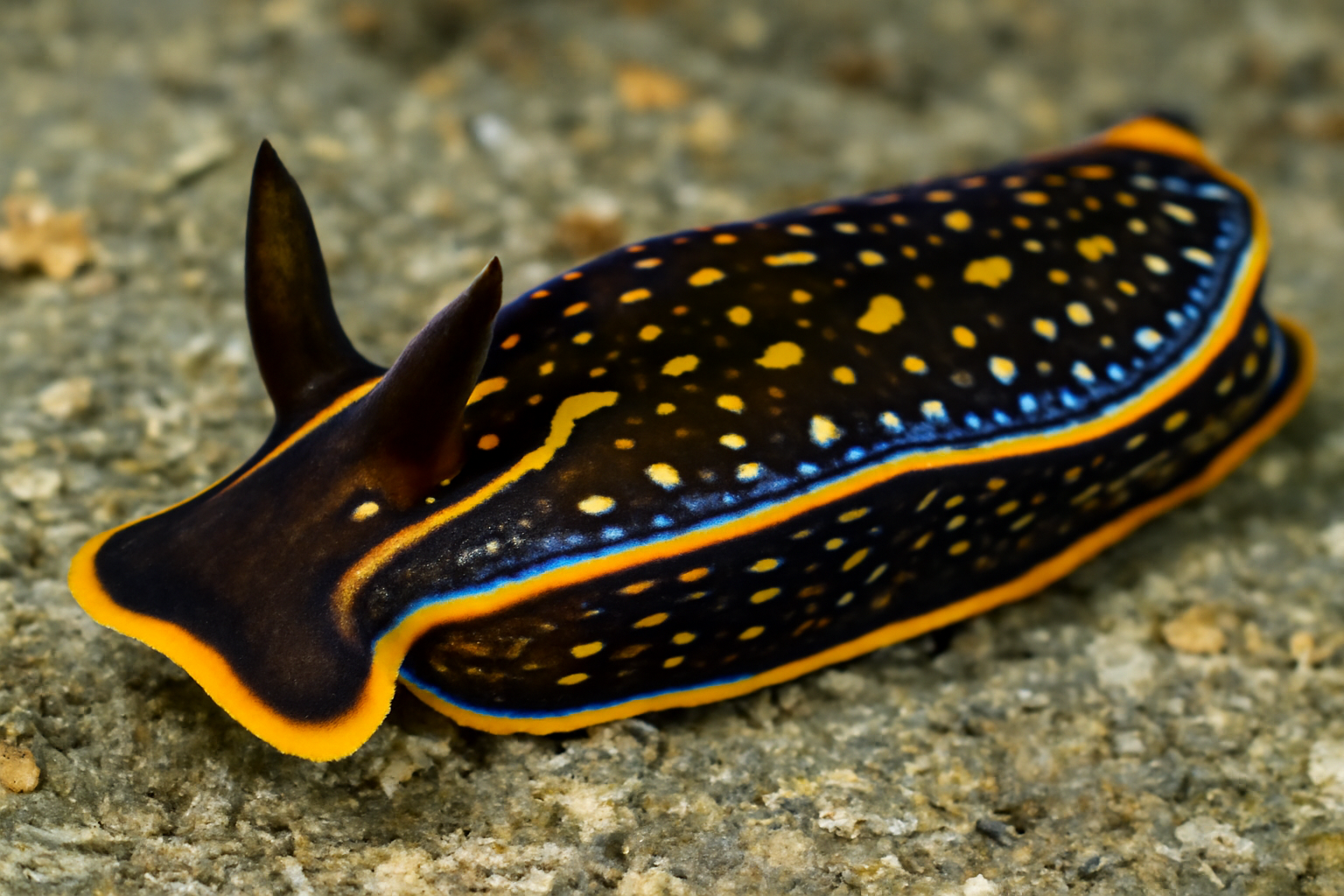 Navanax polyalphos