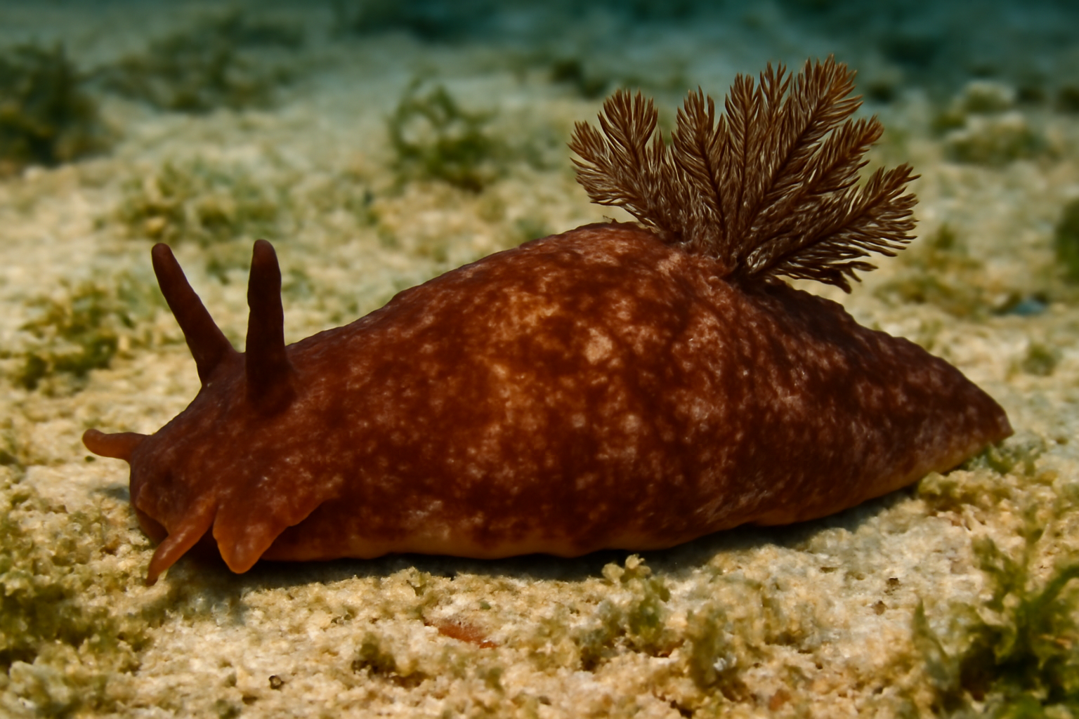 Brown Sea Slug