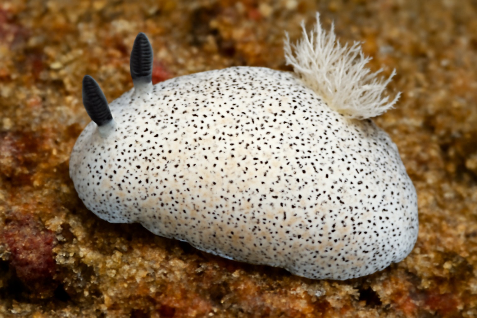 White Speckled Sea Slug