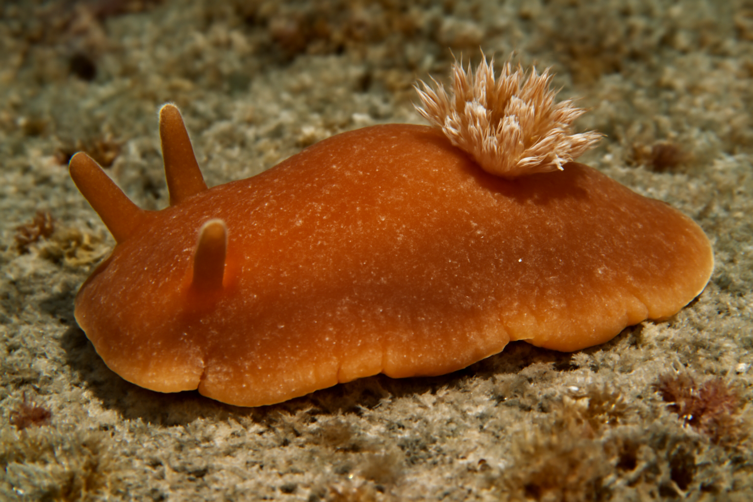 Orange-Brown Sea Slug