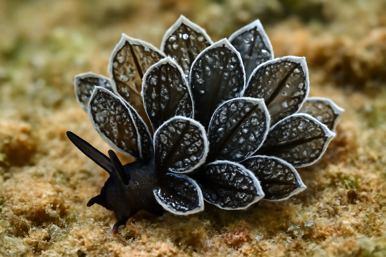 Cyerce nigricans