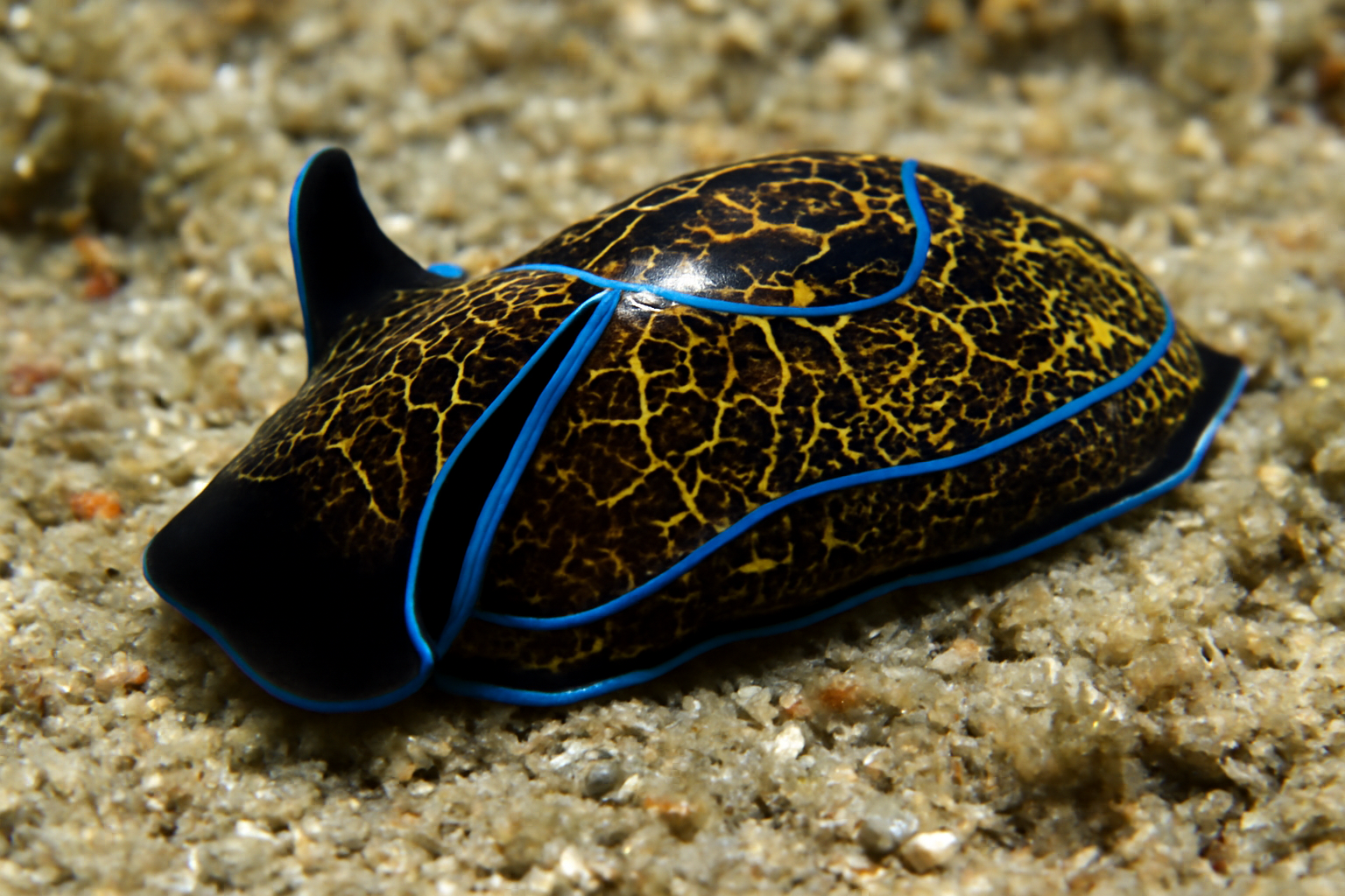 Philinopsis depicta