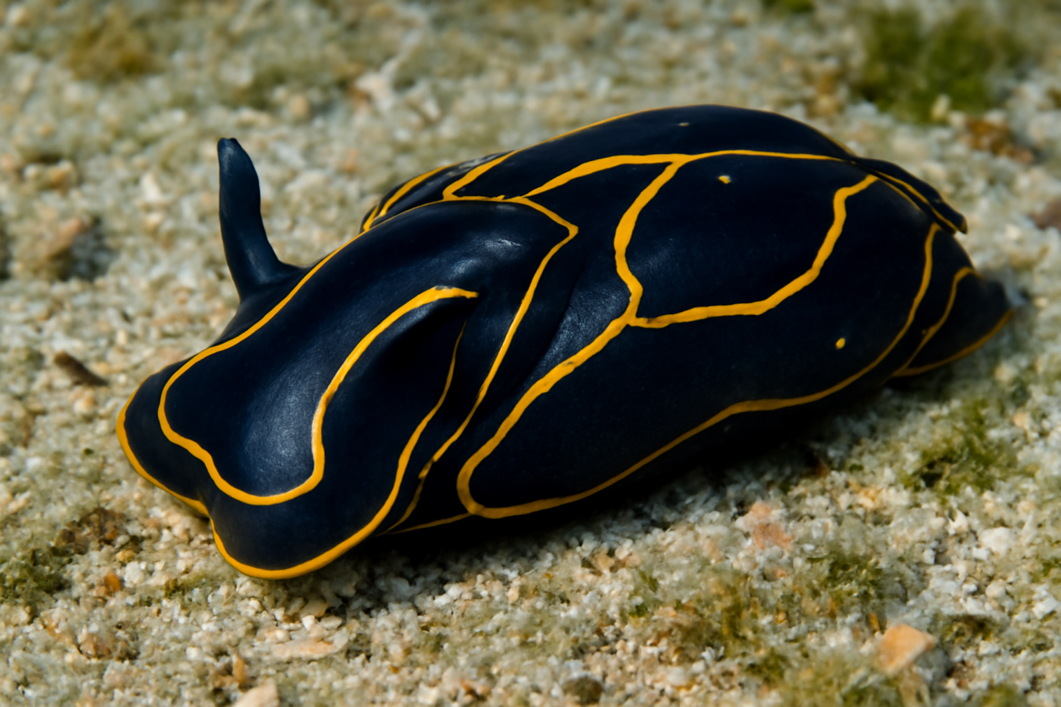 Philinopsis taronga