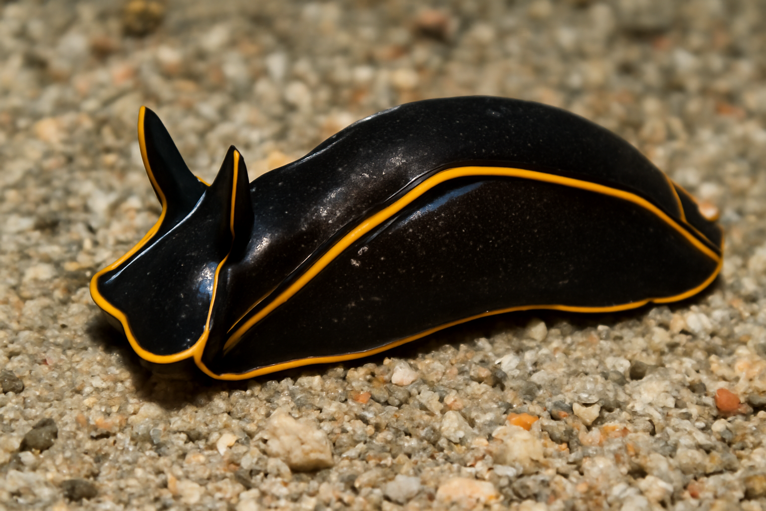 Philinopsis gardineri