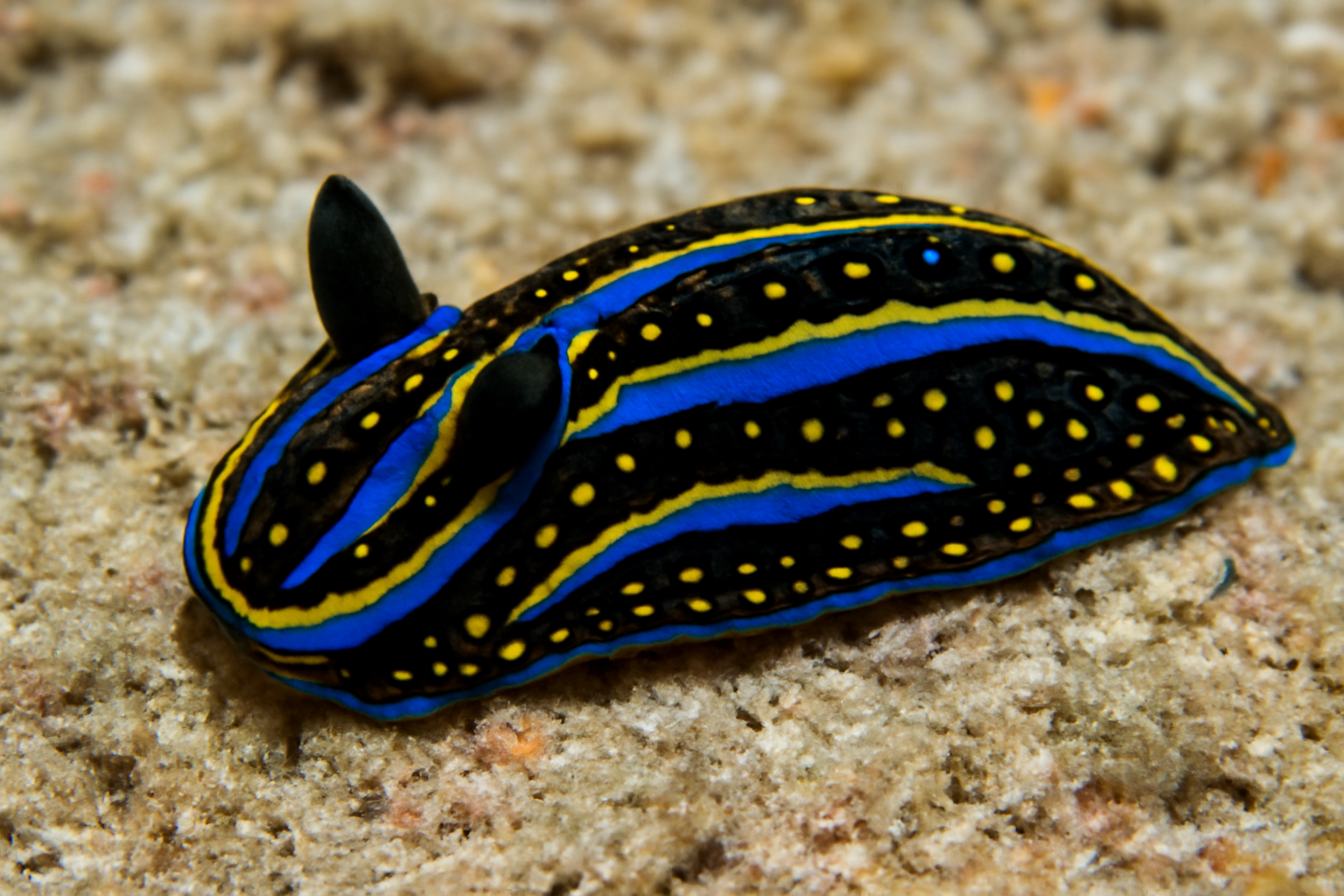 Philinopsis speciosa