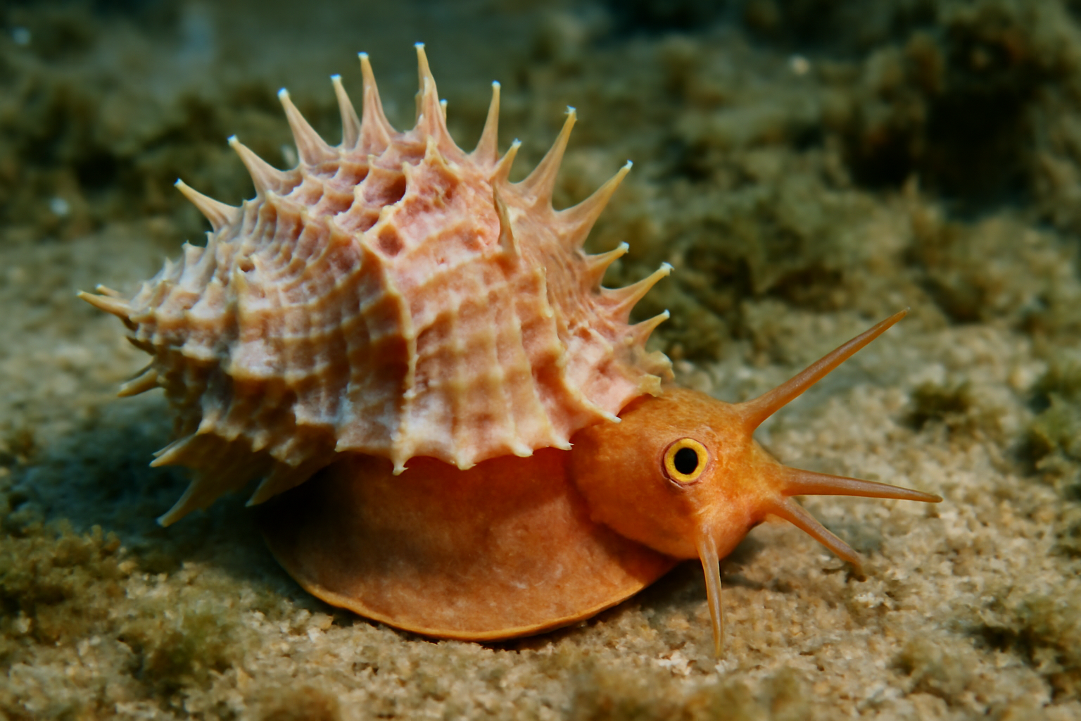 Spiny sea snail