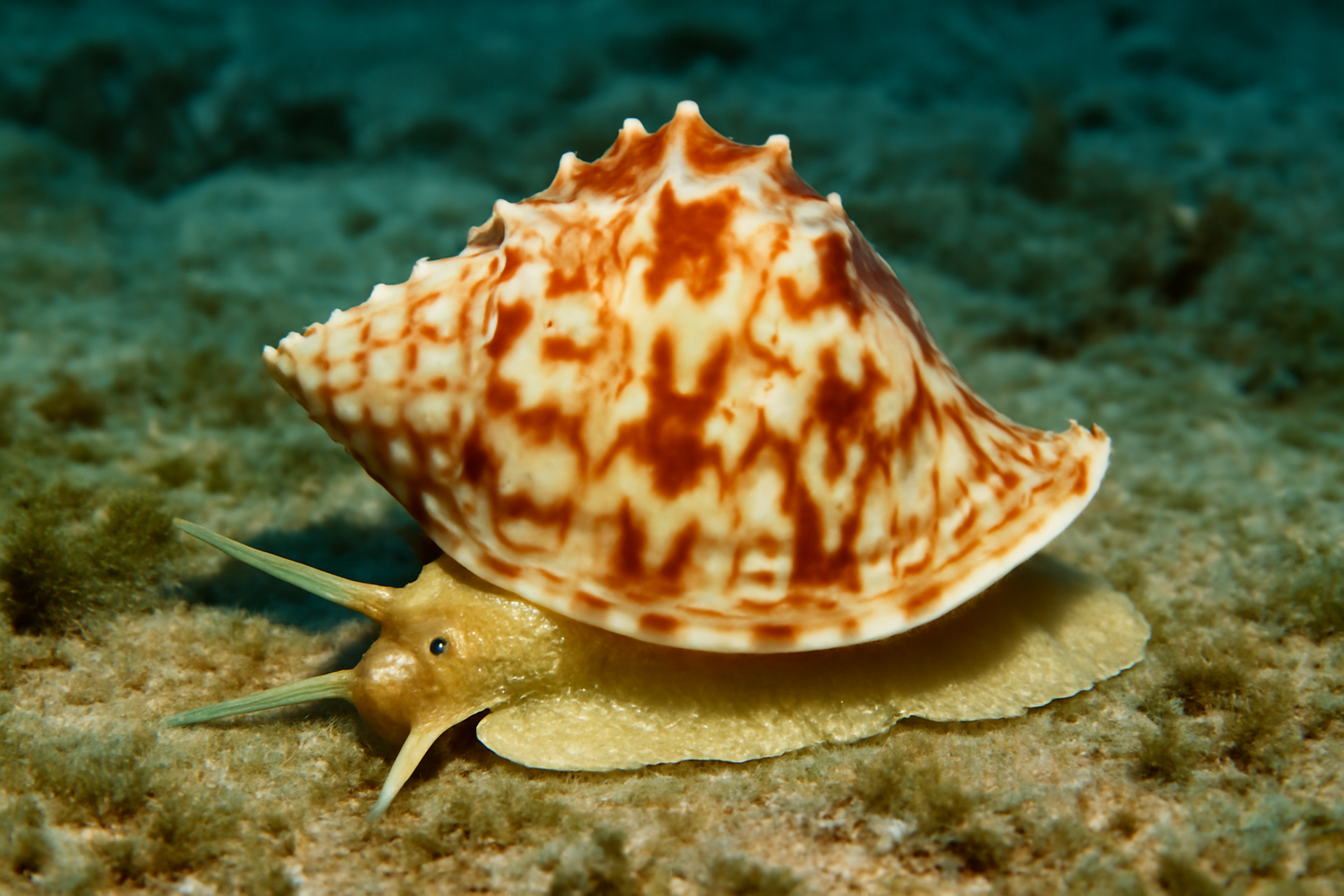 Tropical sea snail