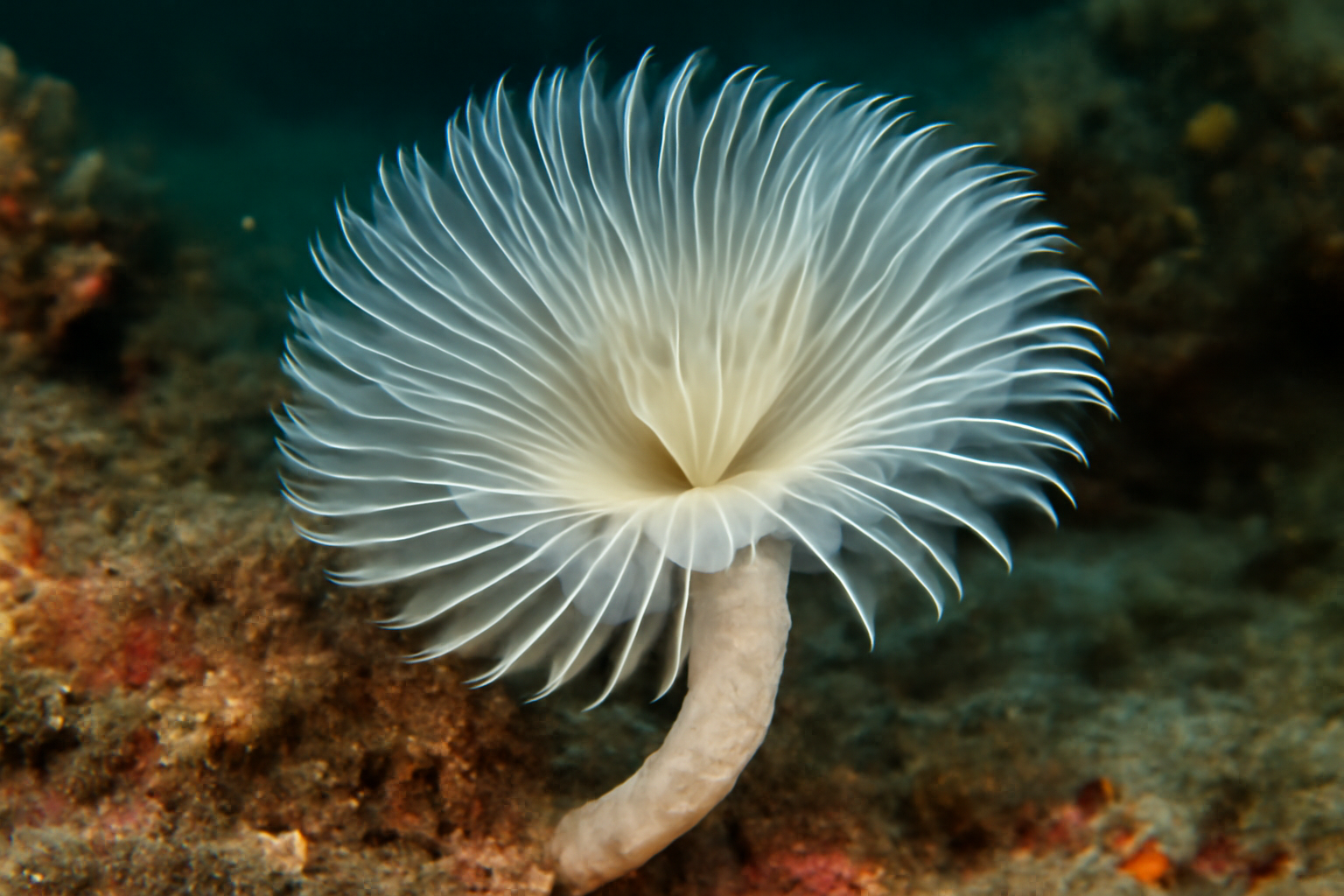 Pearly Tube Worm