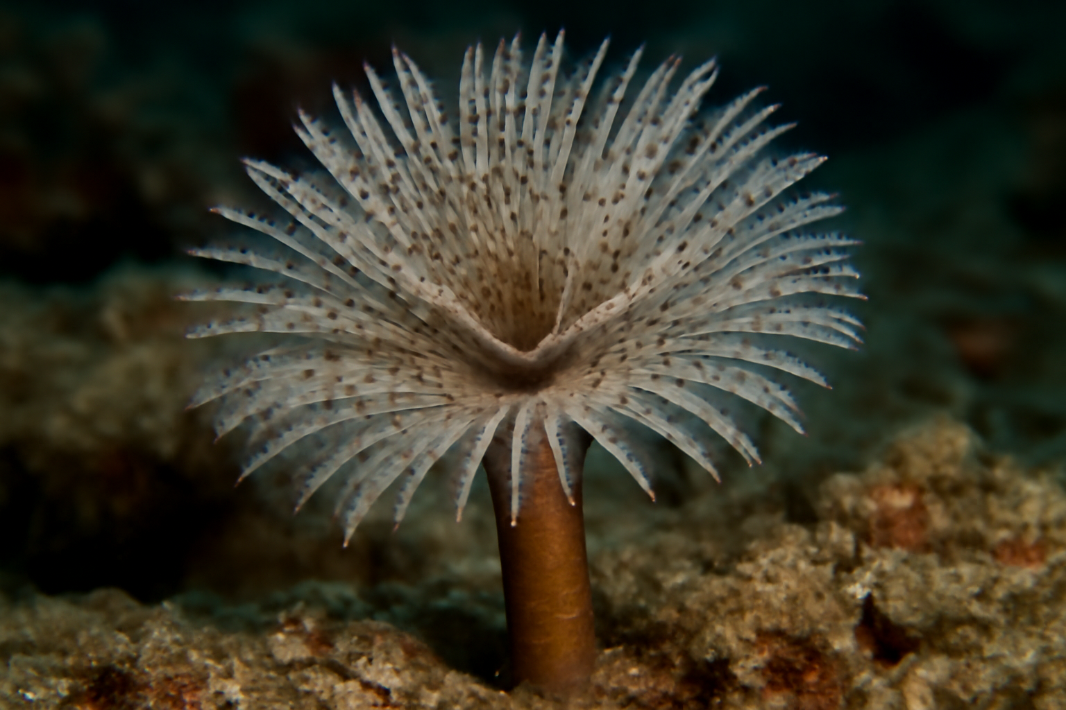 Spotted Tube Worm