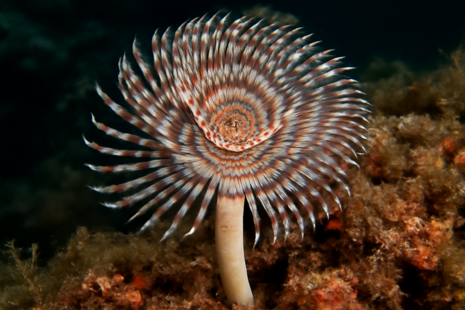 Banded Tube Worm