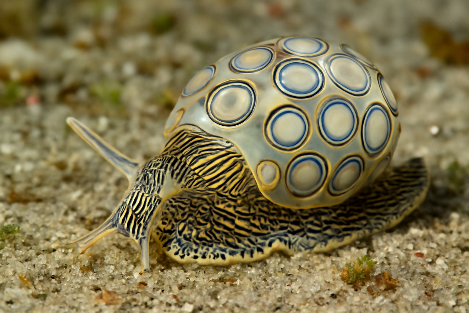 Ornate Bubble Snail