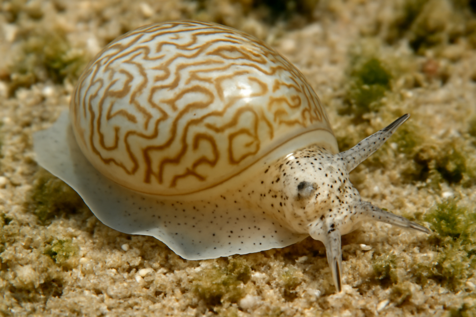 Sculptured Bubble Snail