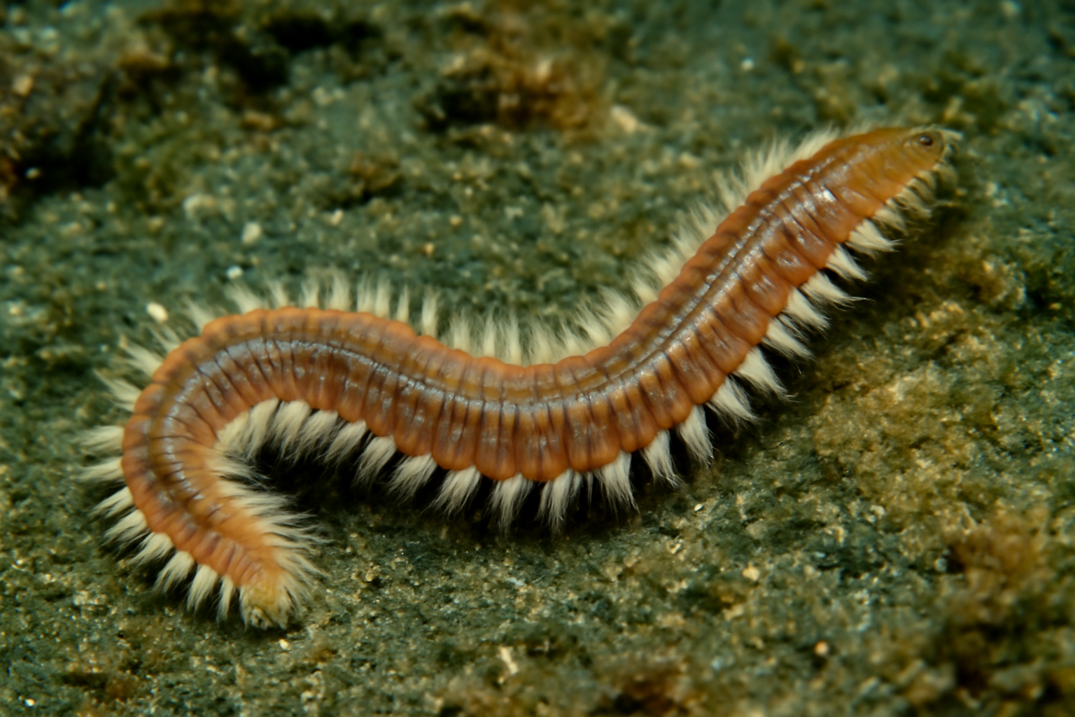 Bristle worm