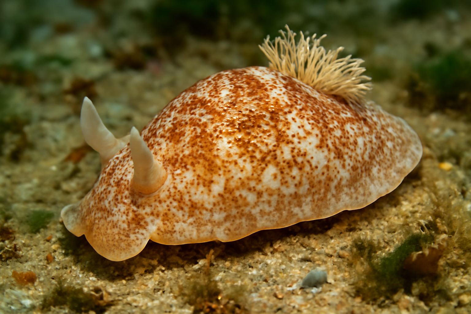 Atlantic Sea Slug