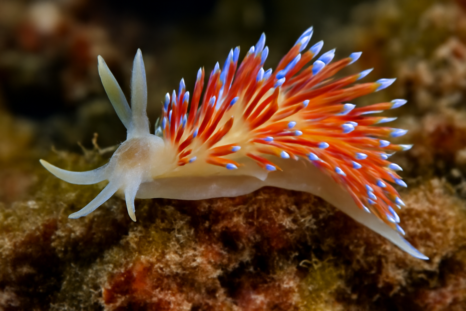 Mediterranean Sea Slug