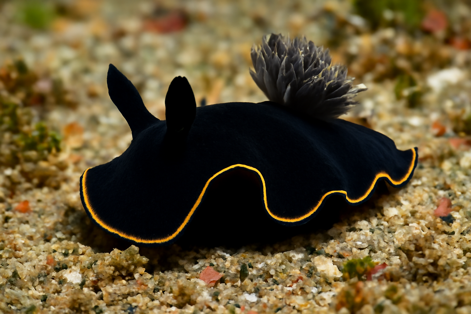 Black Velvet Batwing Slug