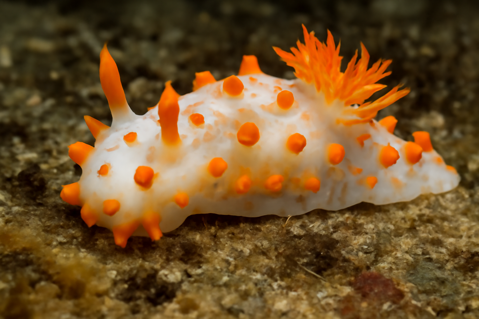 Triopha catalinae