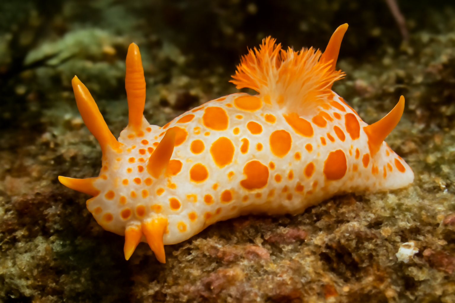 Triopha capensis