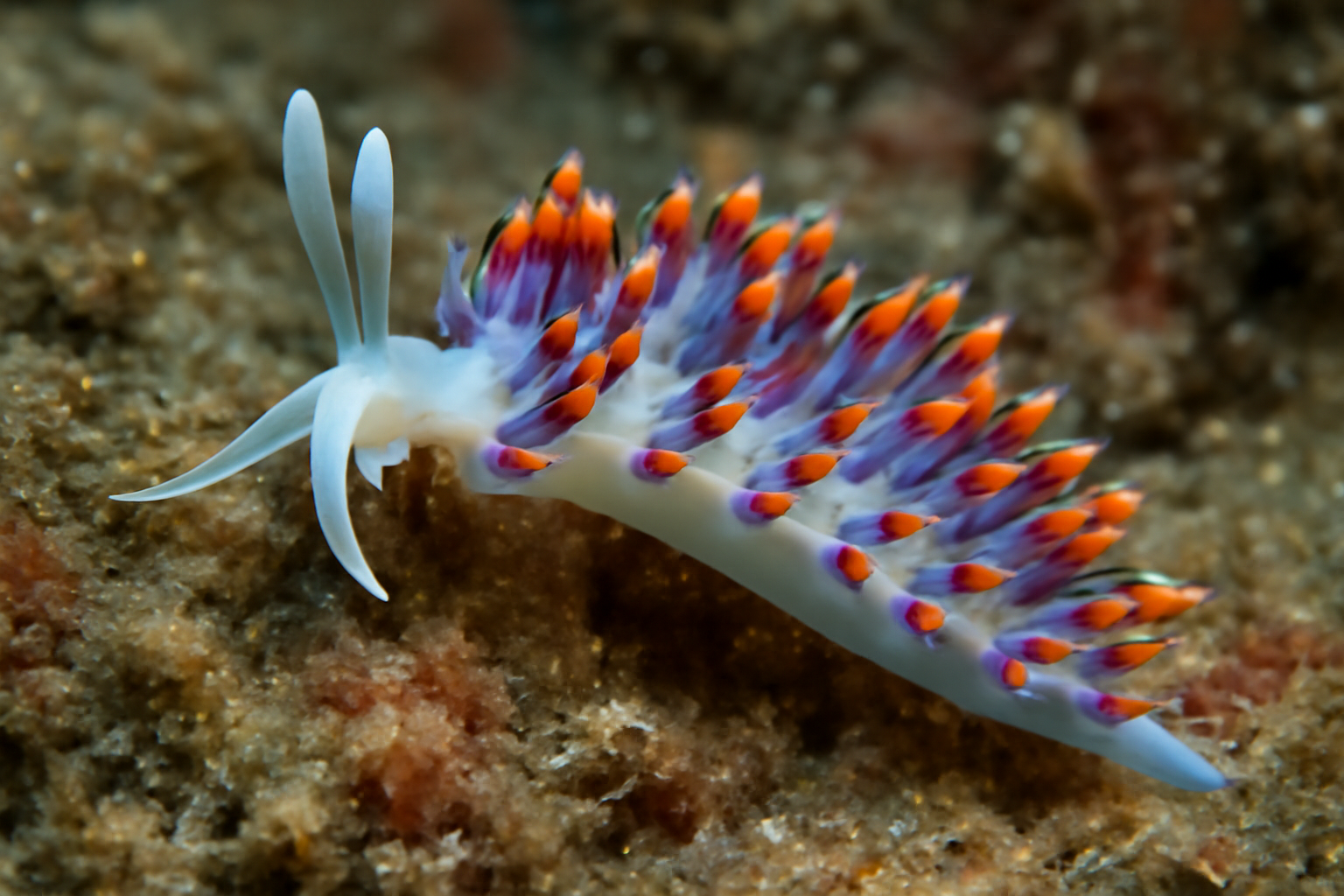 Samla Bicolor