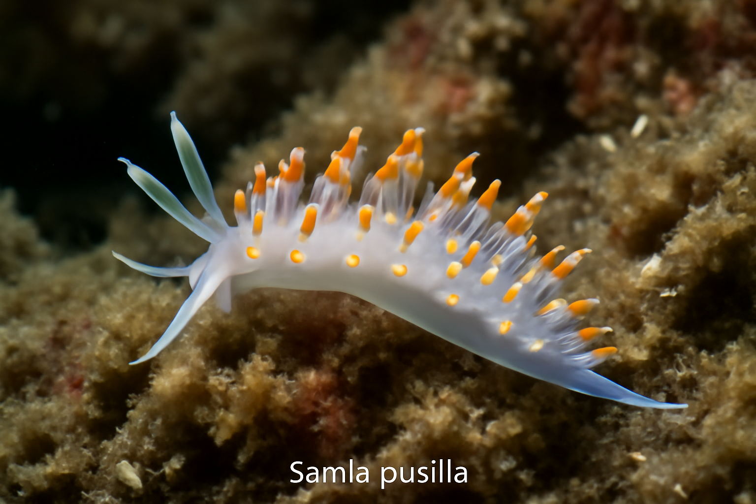 Samla Pusilla