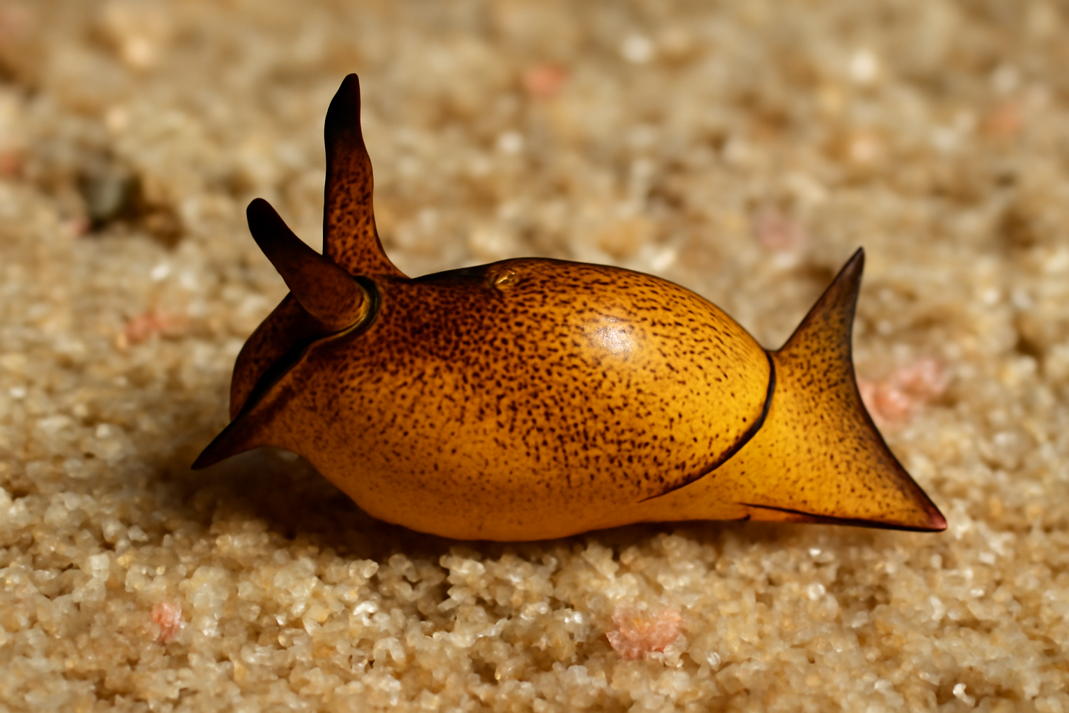 Bruno's Siphopteron