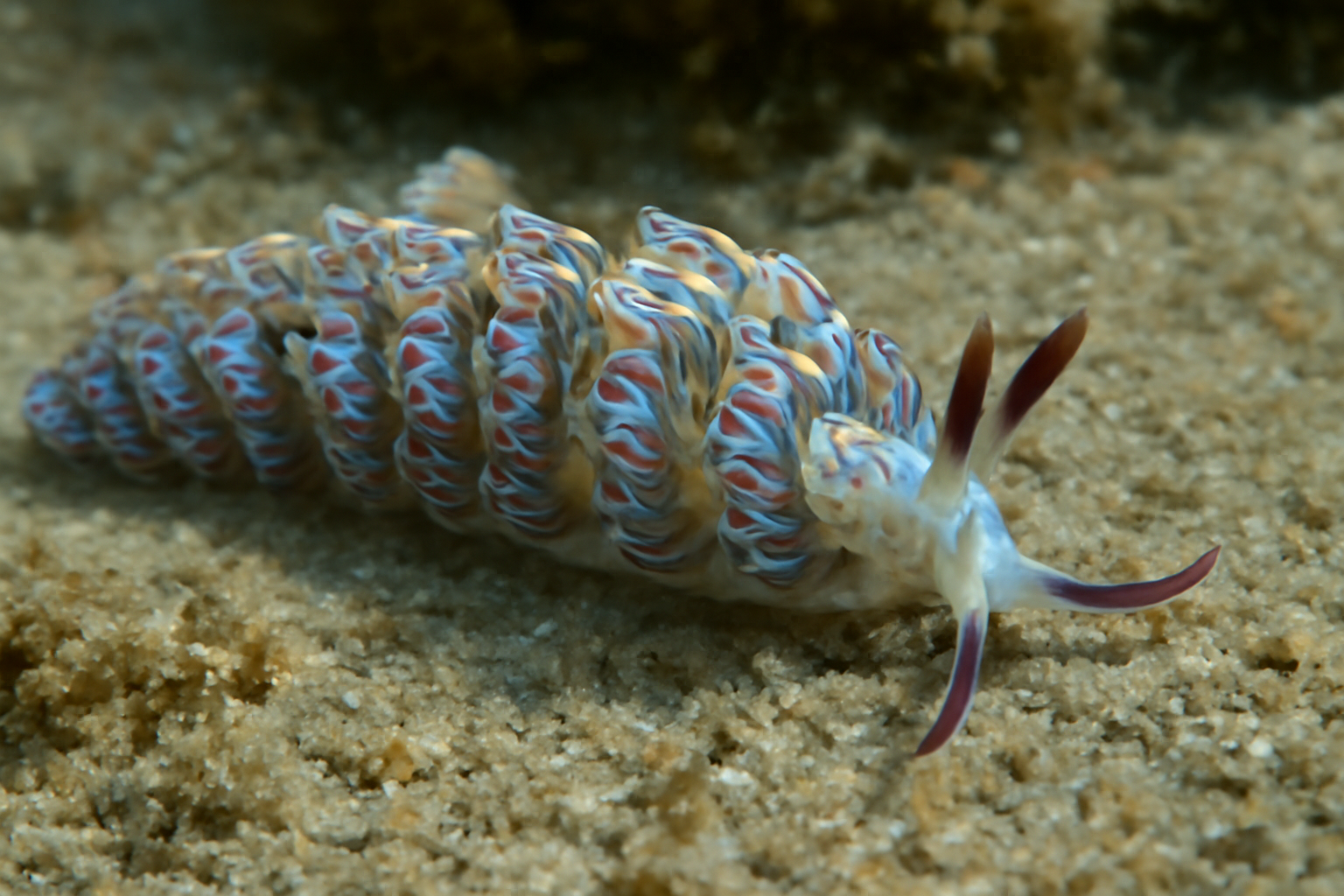 Pteraeolidia semperi