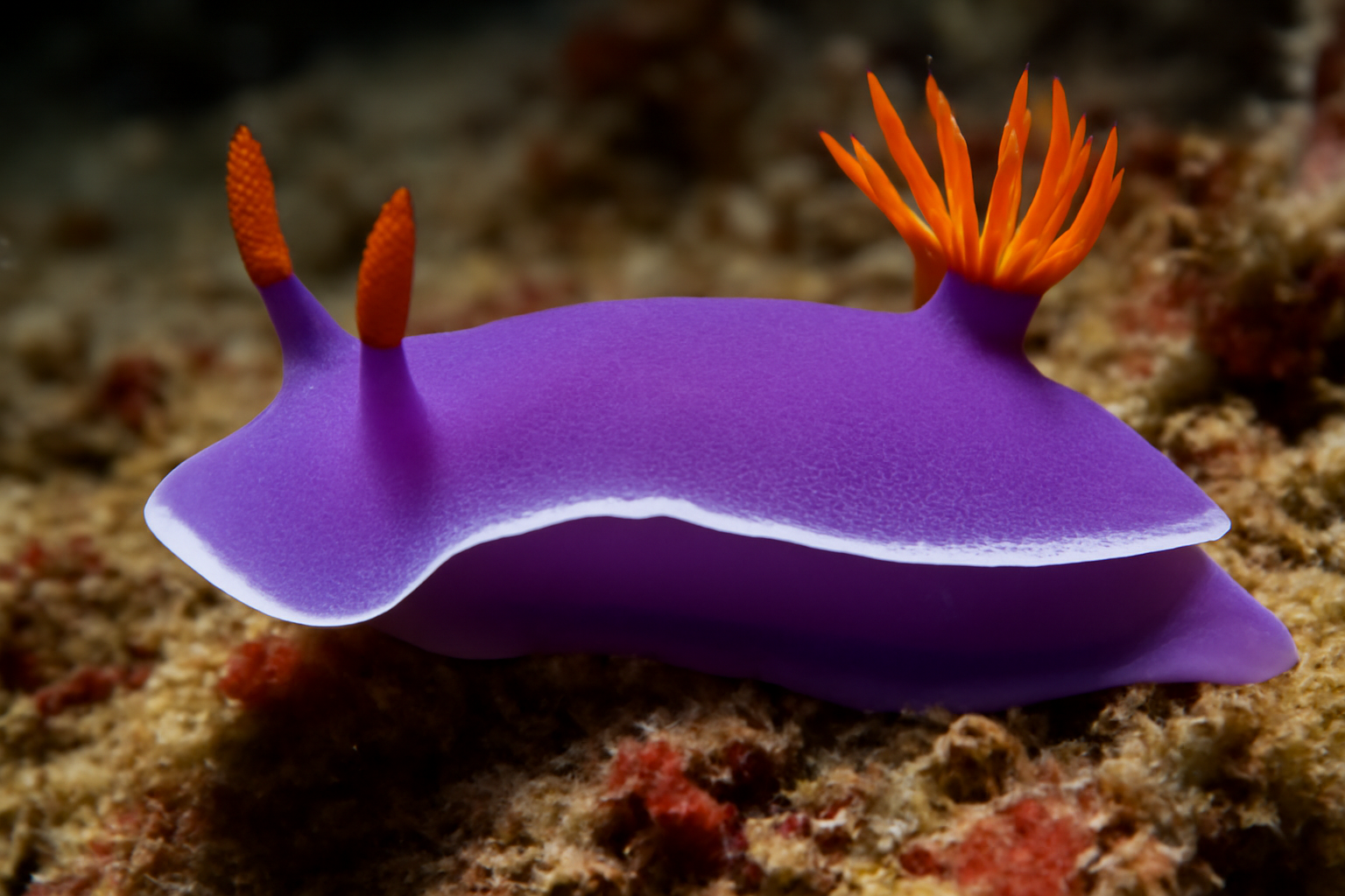 The Violet Sea Slug