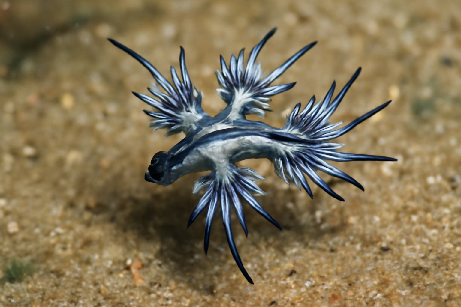 The Sea Swallow