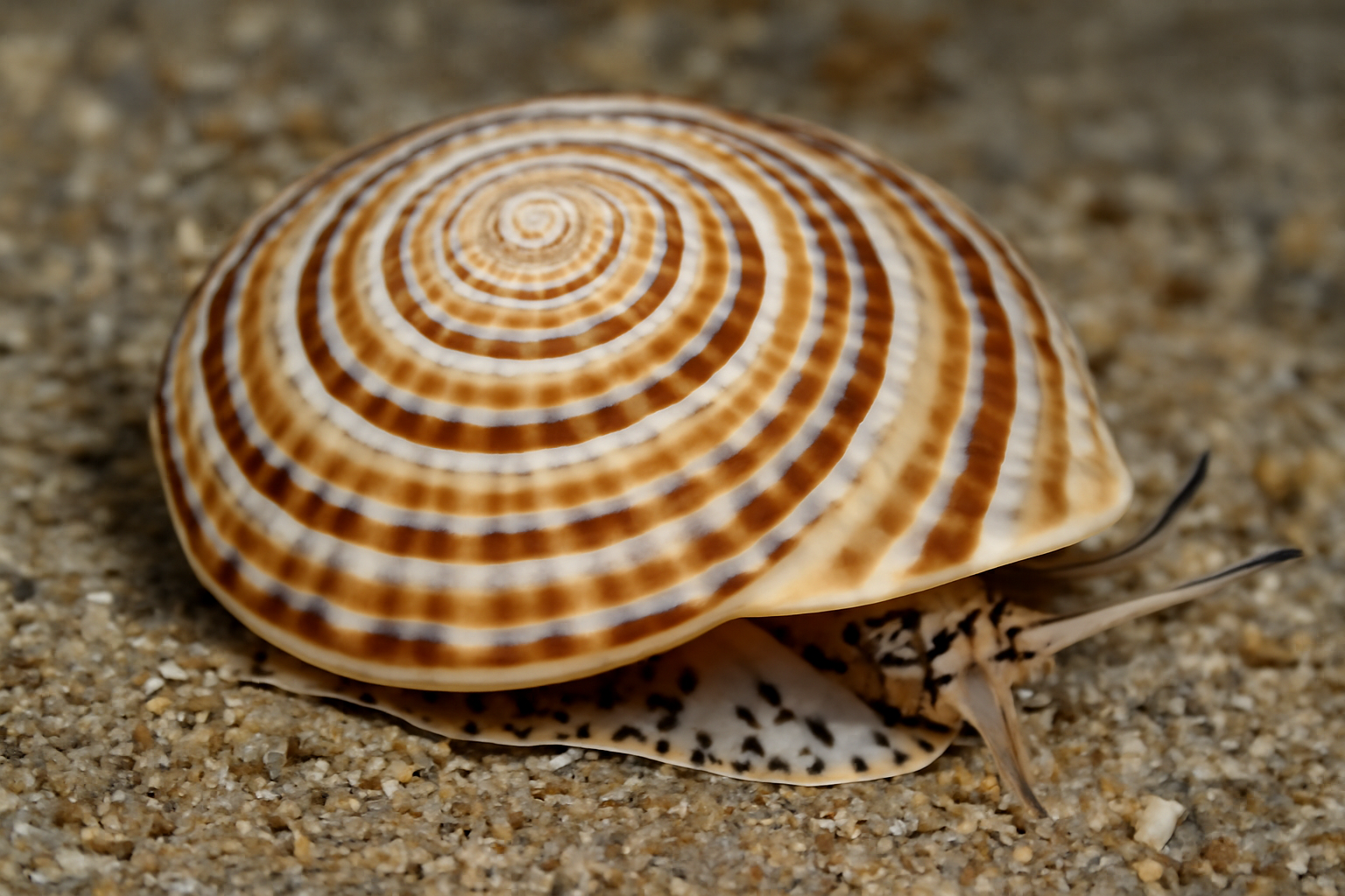 Architectonica maxima