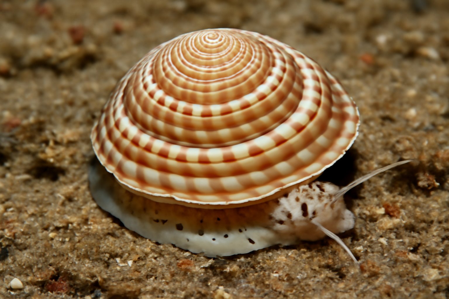 Architectonica nobilis