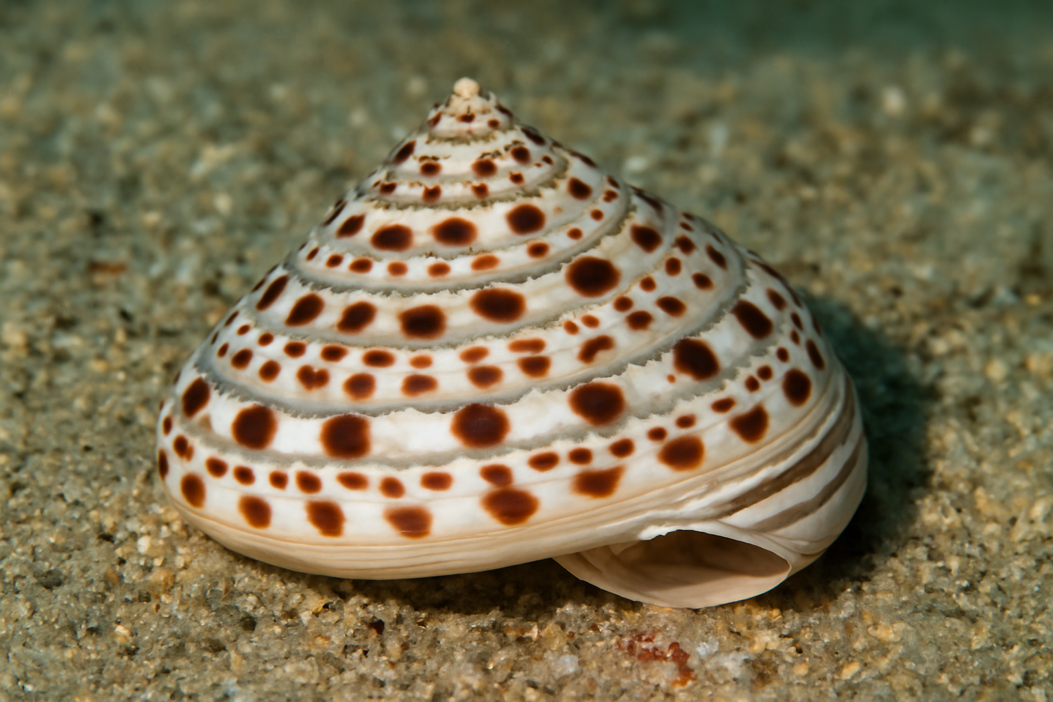 Architectonica maculata