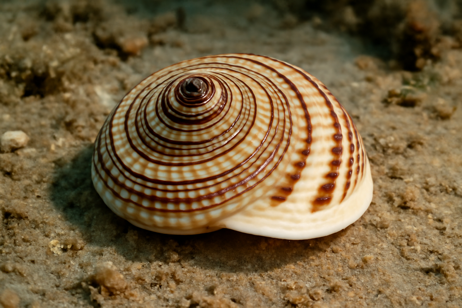 Architectonica karsteni